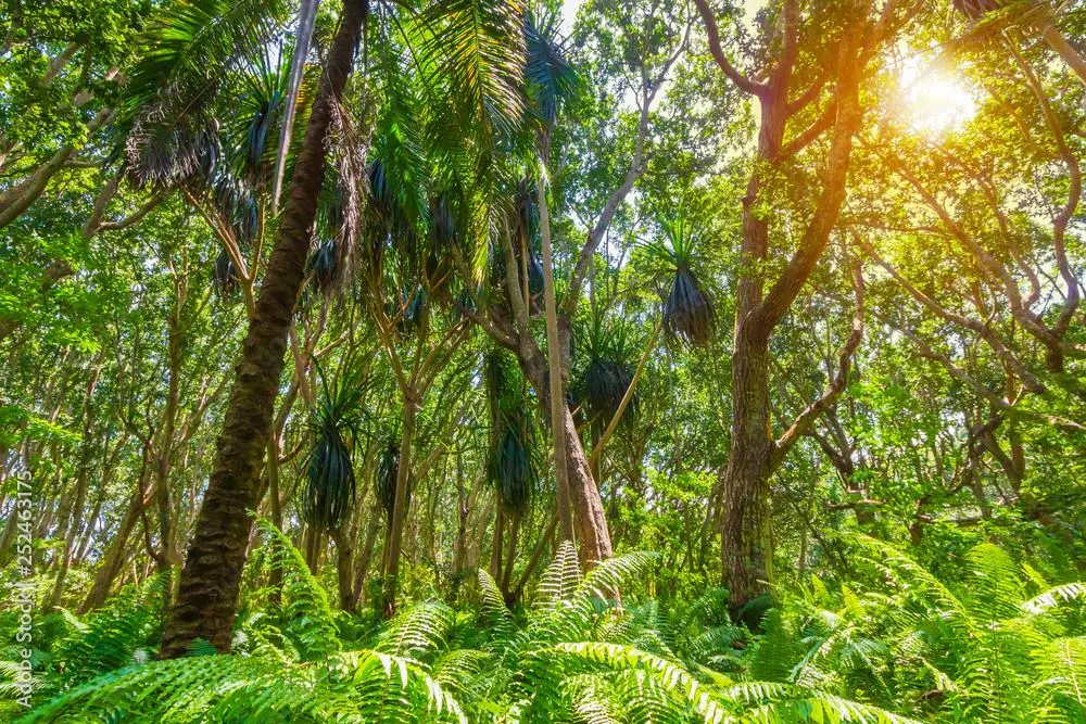 Jozani Forest + Spice Farm & Prison Island